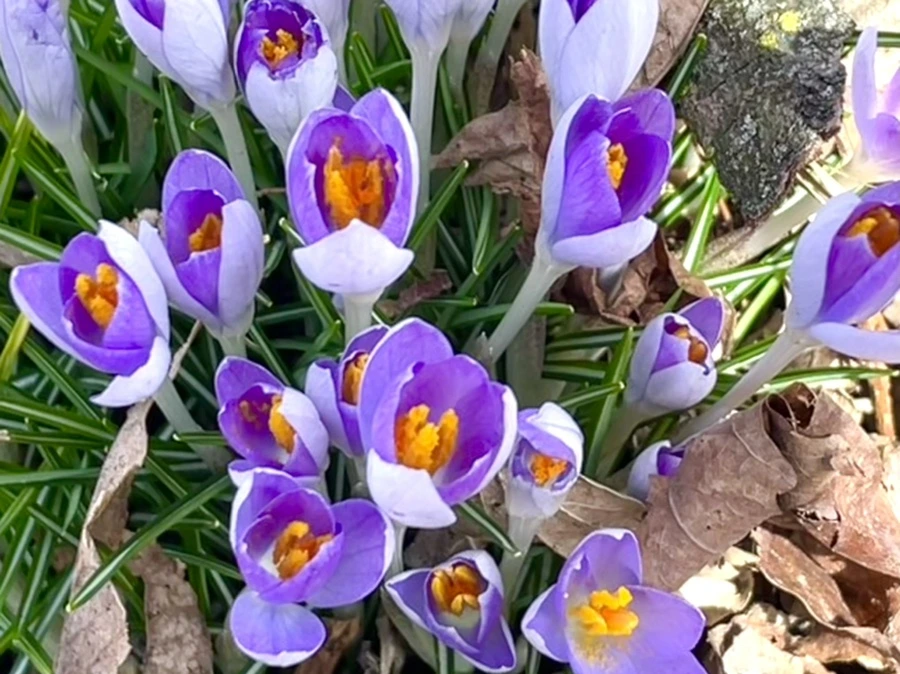 IMG_4232.jpg?type=w966