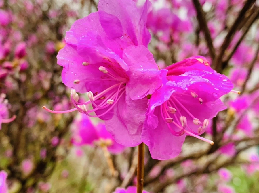 IMG_4847.jpg?type=w966