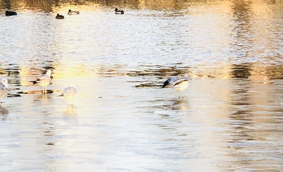 IMG_0881.jpg?type=w966