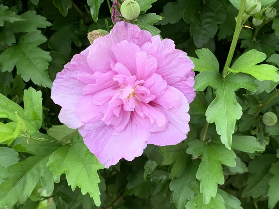 IMG_9102.jpg?type=w966