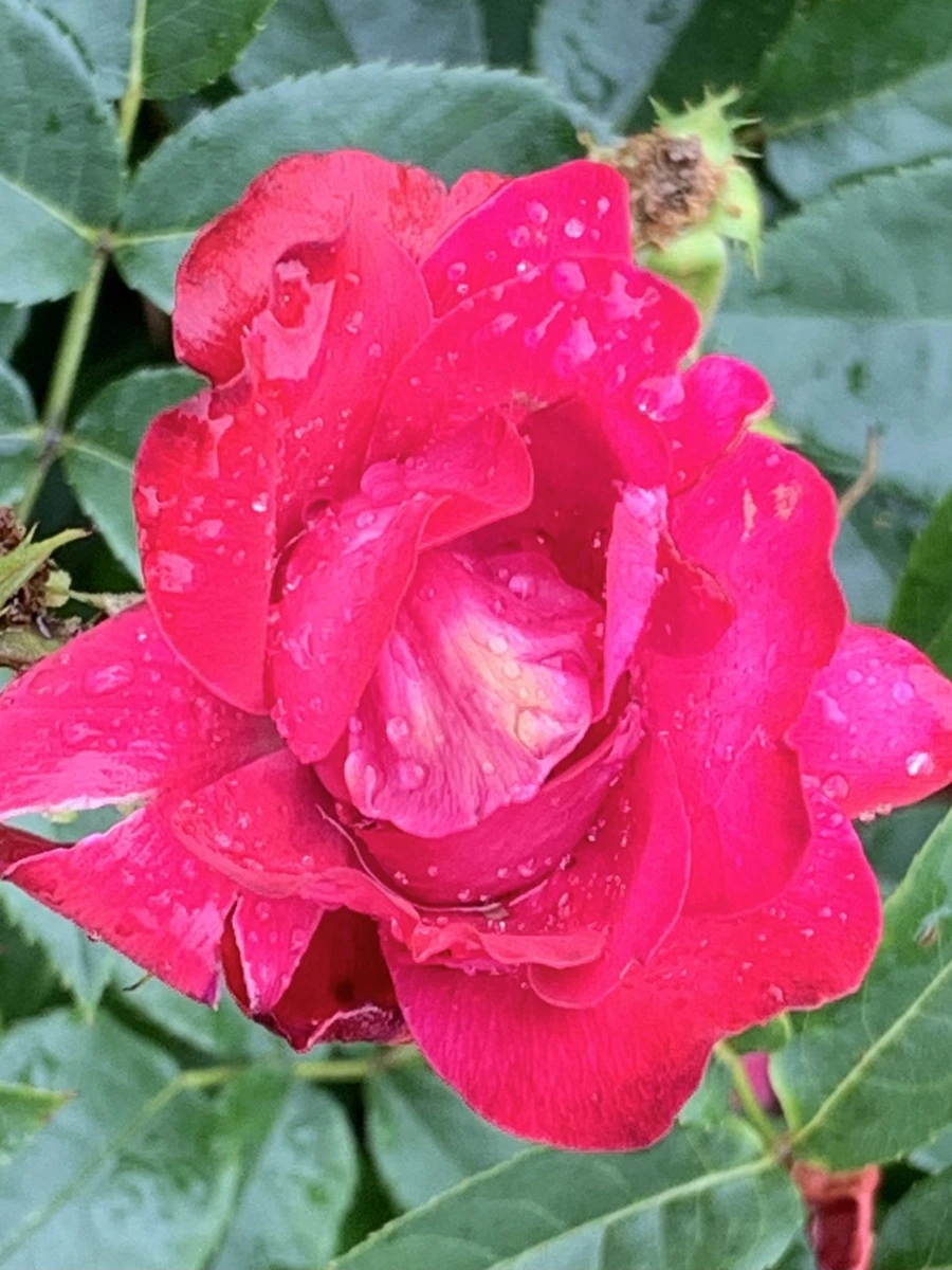 IMG_9573.jpg?type=w966