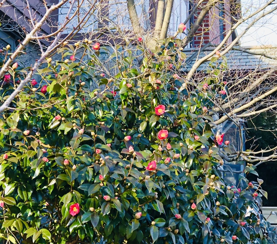 IMG_1378.jpg?type=w966