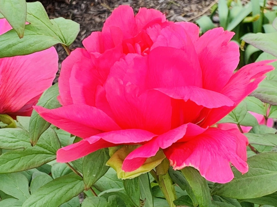 IMG_9110.jpg?type=w966