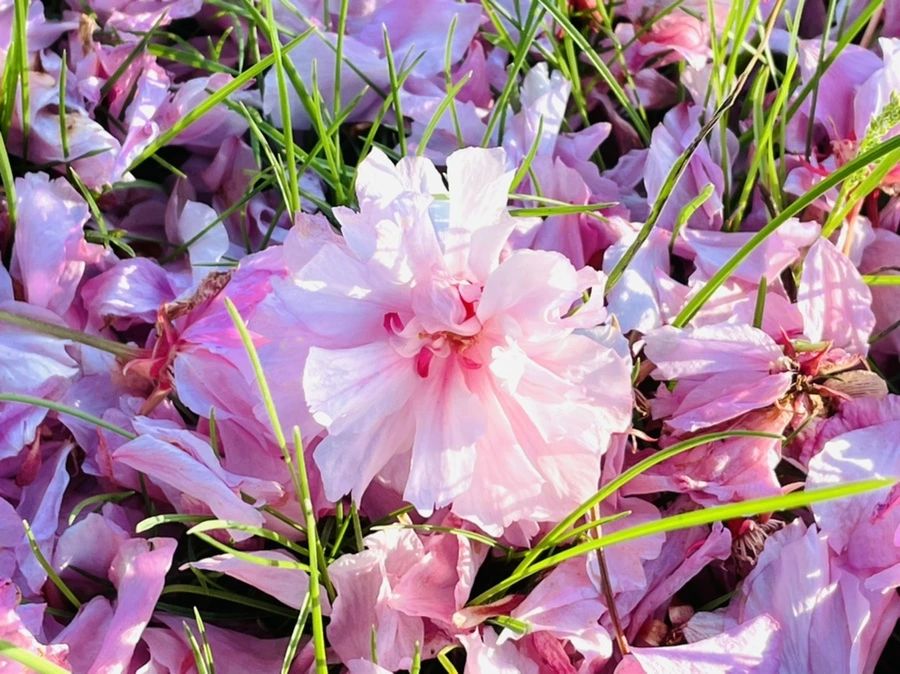 IMG_5900.jpg?type=w966