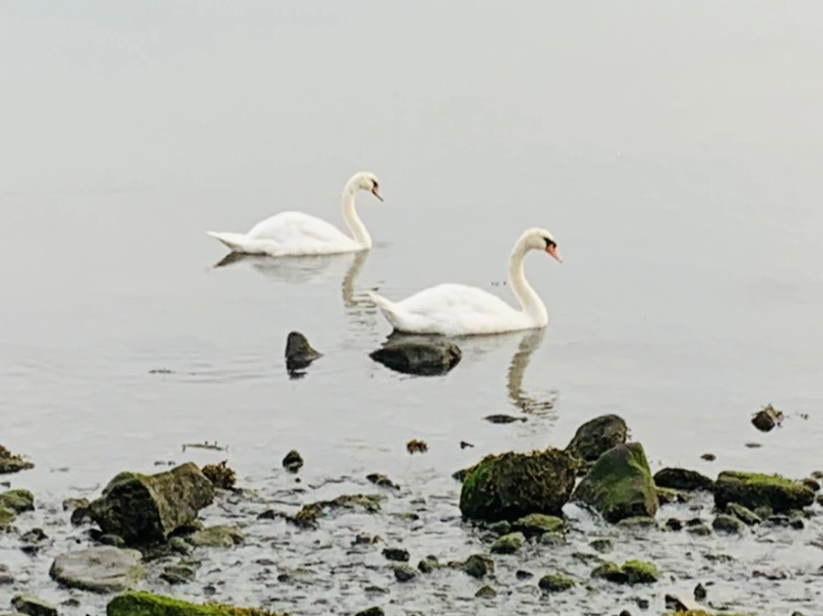 IMG_6462.jpg?type=w966