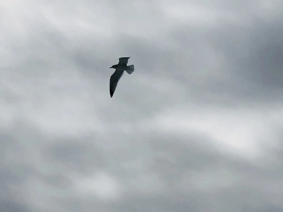 IMG_2477.jpg?type=w966