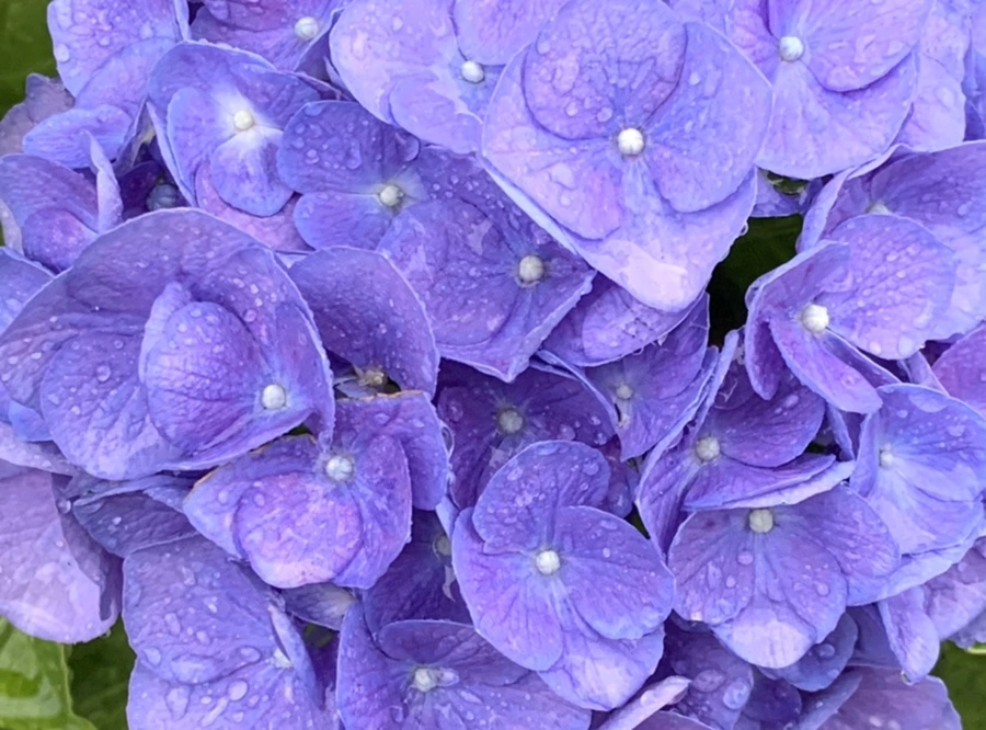 IMG_6191.jpg?type=w966