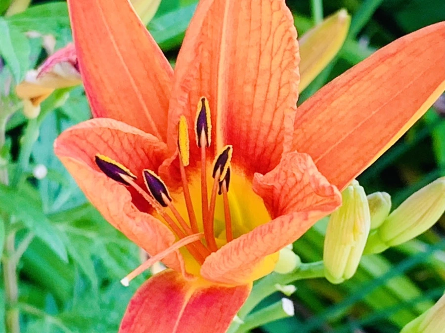 IMG_4874.jpg?type=w966