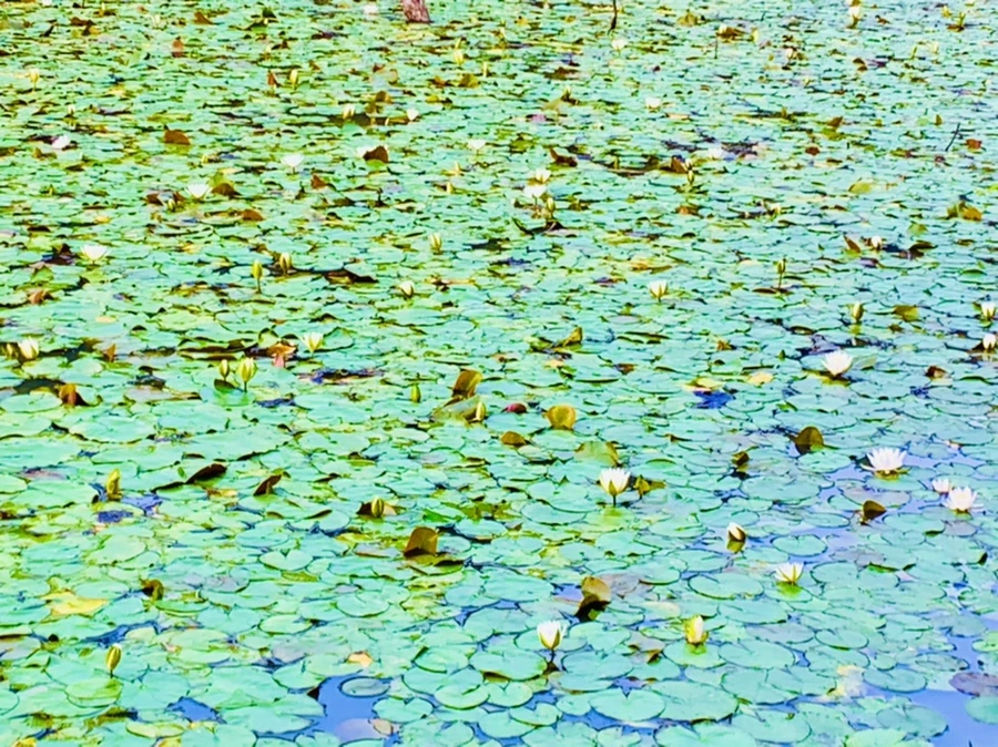 IMG_8258.jpg?type=w966