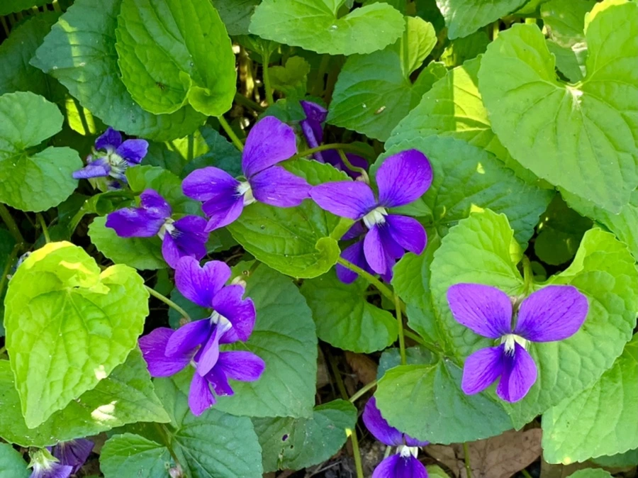 IMG_0590.jpg?type=w966