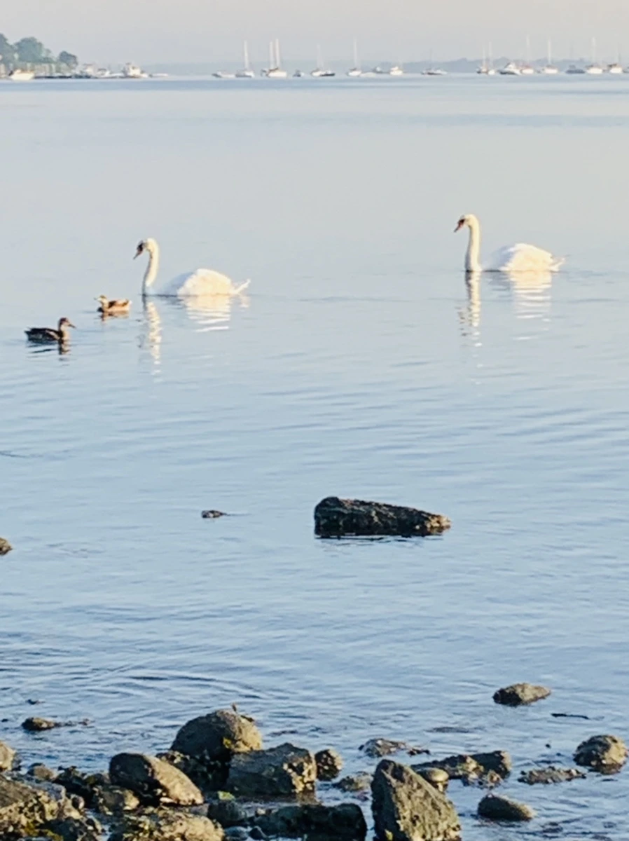 IMG_7374.jpg?type=w966