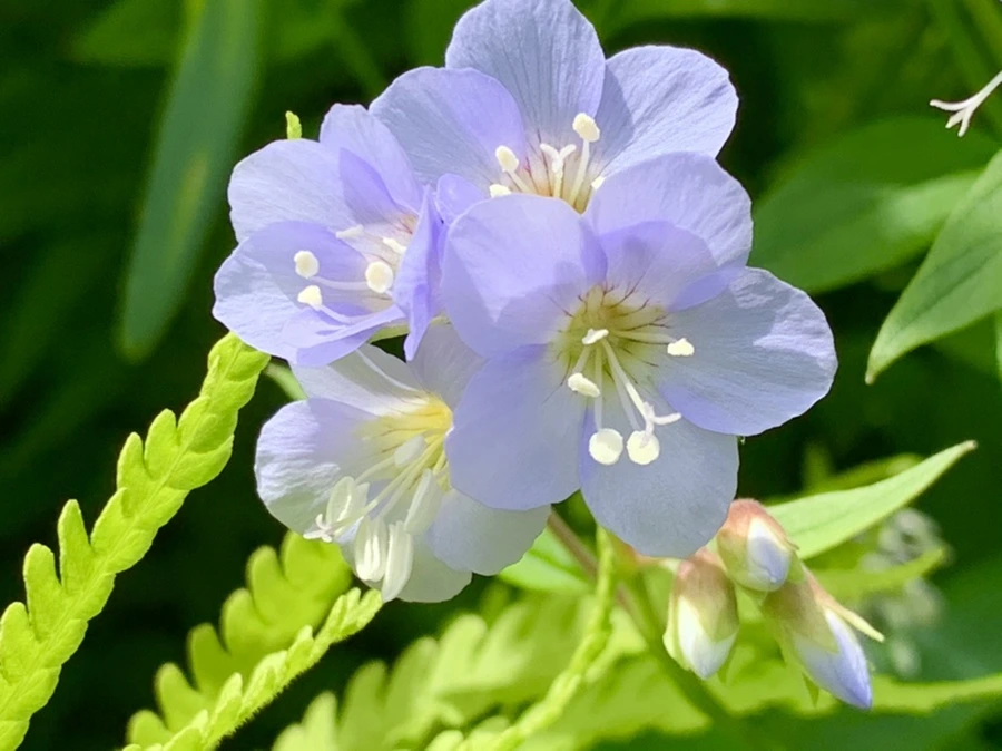 IMG_1195.jpg?type=w966