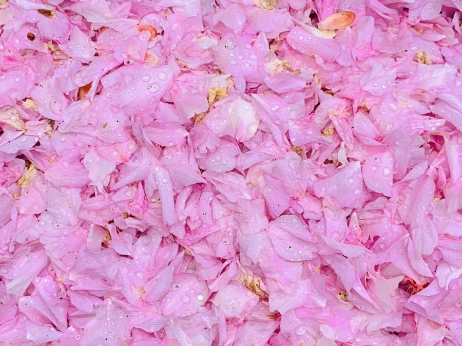 IMG_7287.jpg?type=w966