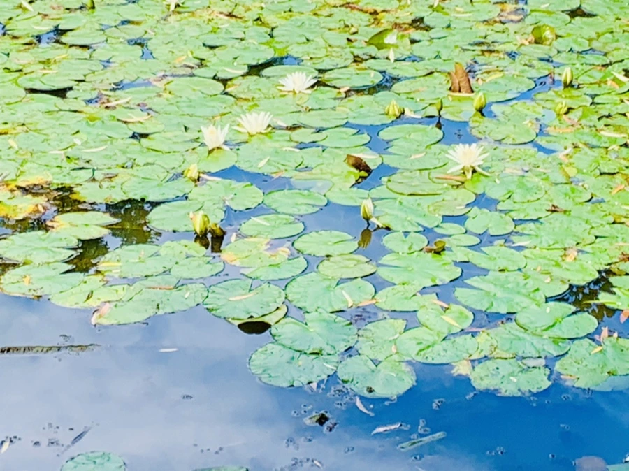 IMG_9294.jpg?type=w966