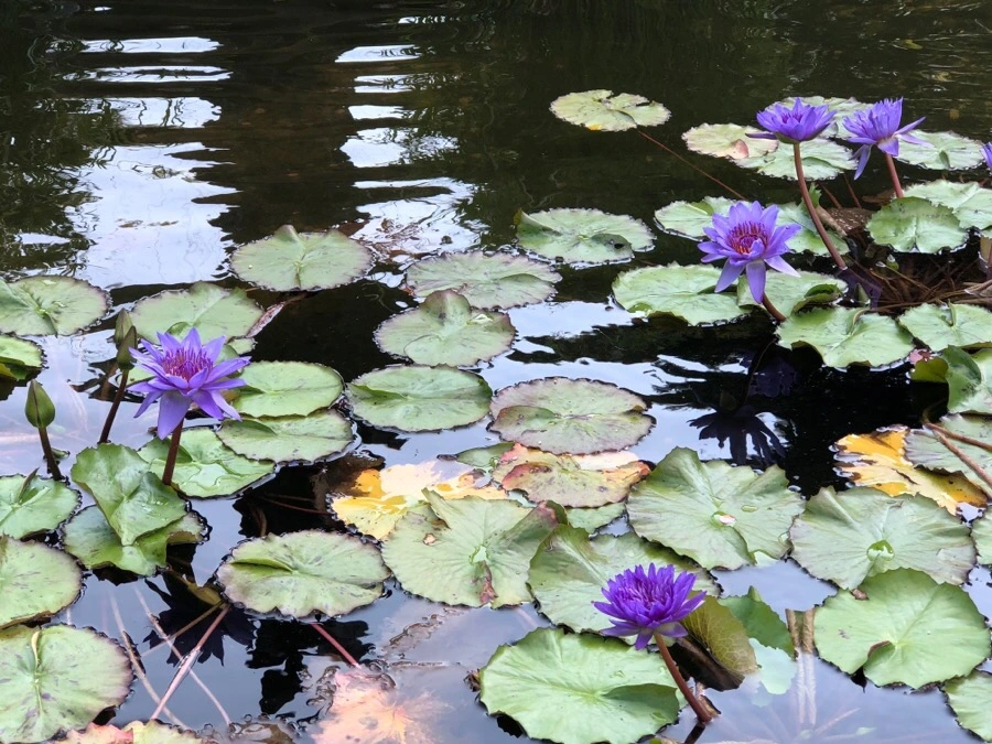 IMG_1075.jpg?type=w966