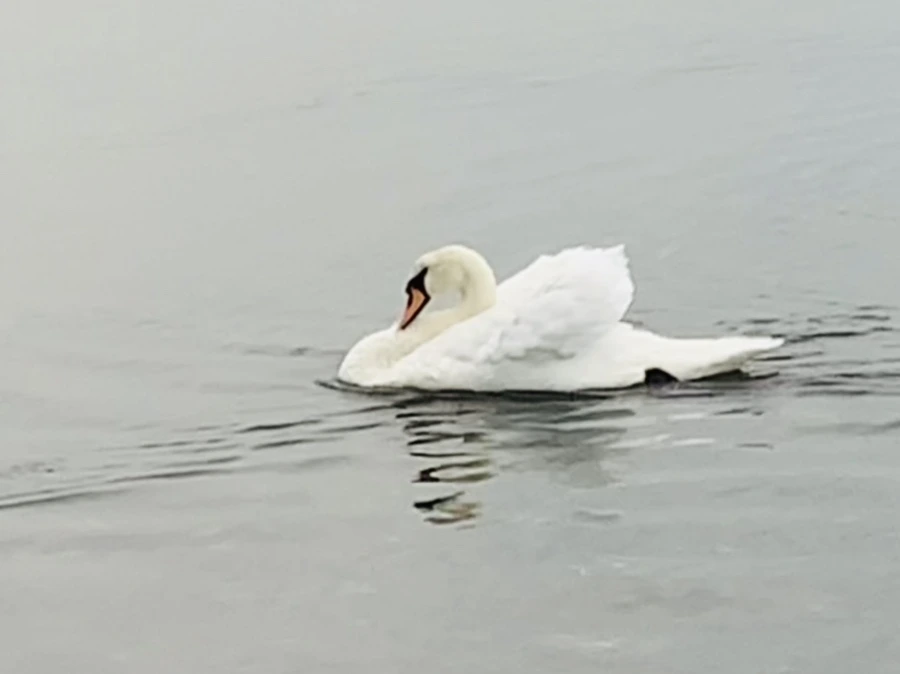 IMG_0341.jpg?type=w966