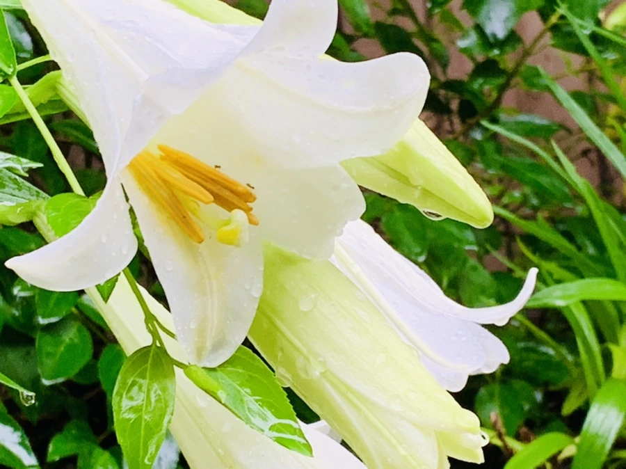 IMG_0113.jpg?type=w966