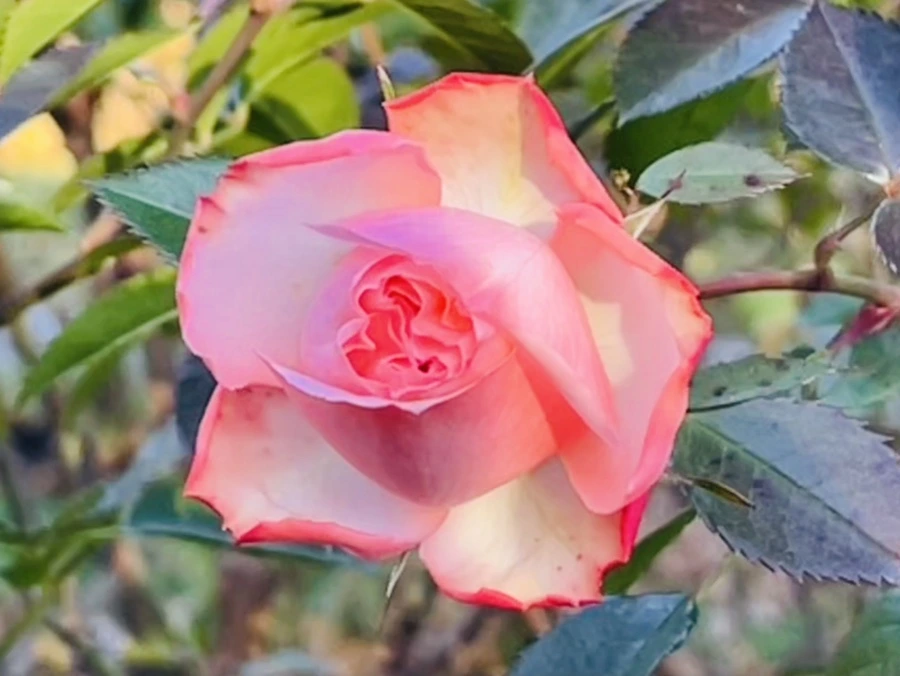 IMG_5996.jpg?type=w966