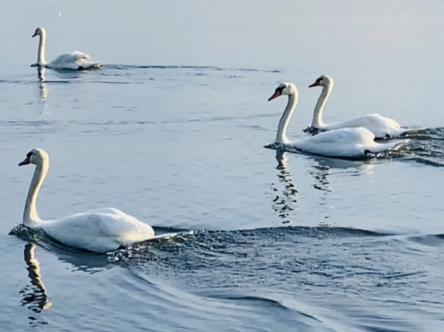 IMG_1486.jpg?type=w966