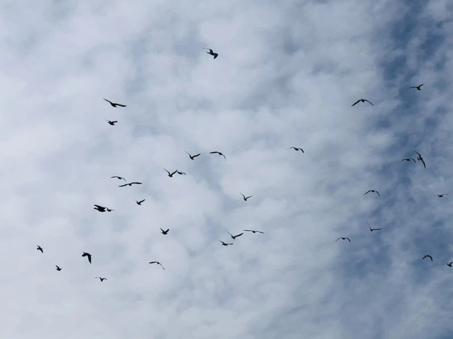 IMG_4722.jpg?type=w966