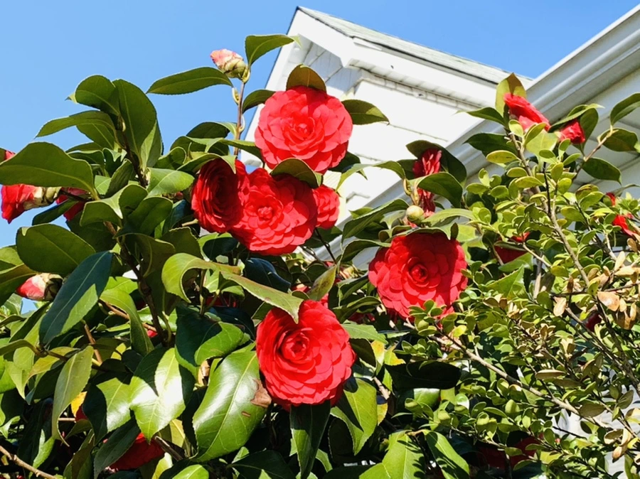 IMG_7495.jpg?type=w966