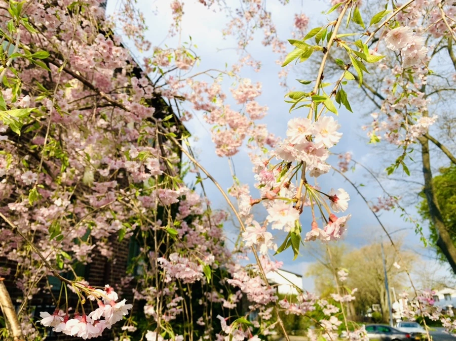 IMG_3818.jpg?type=w966