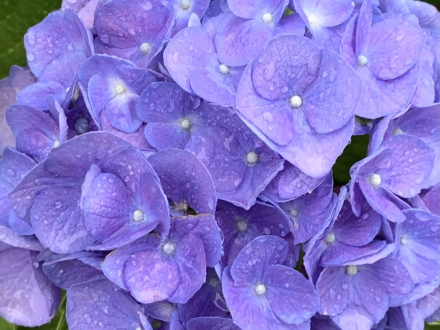 IMG_6179.jpg?type=w966