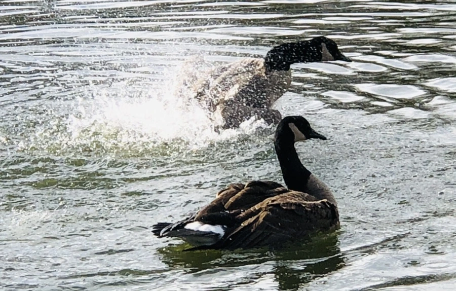 IMG_3603.jpg?type=w966