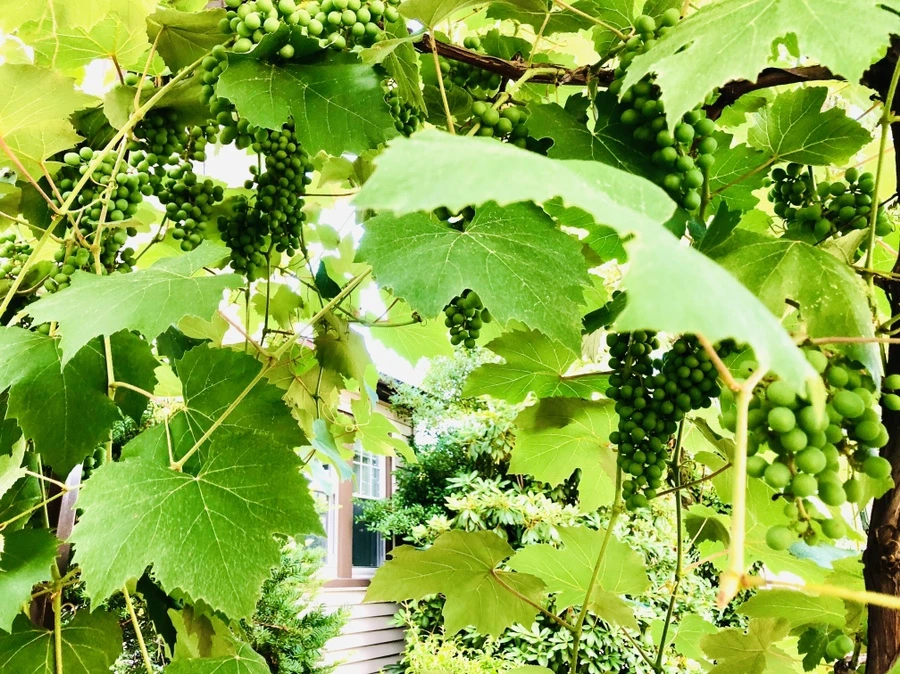 IMG_1525.jpg?type=w966