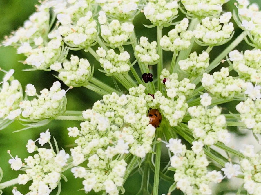 IMG_7739.jpg?type=w966