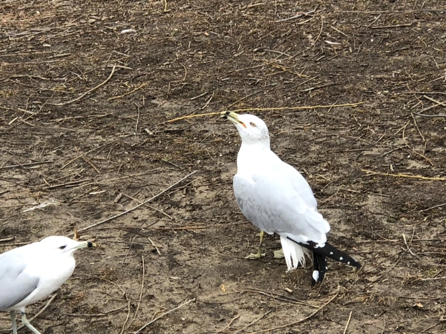 IMG_6116.jpg?type=w966