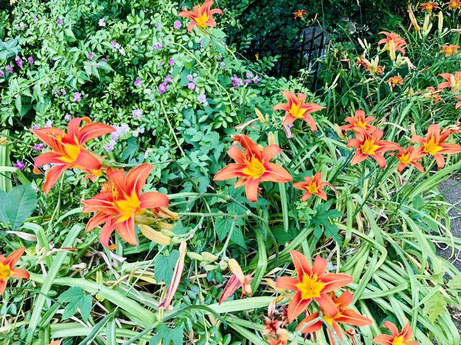 IMG_0330.jpg?type=w966