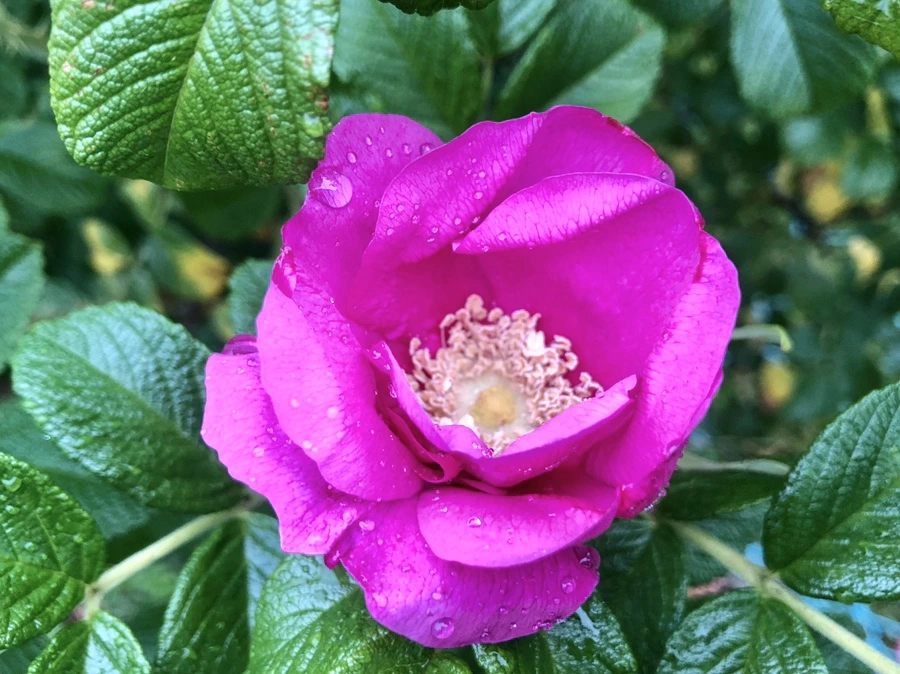 IMG_8106.jpg?type=w966