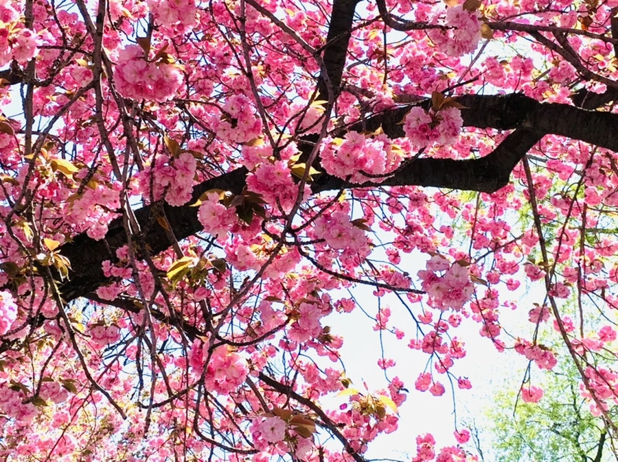 IMG_5815.jpg?type=w966