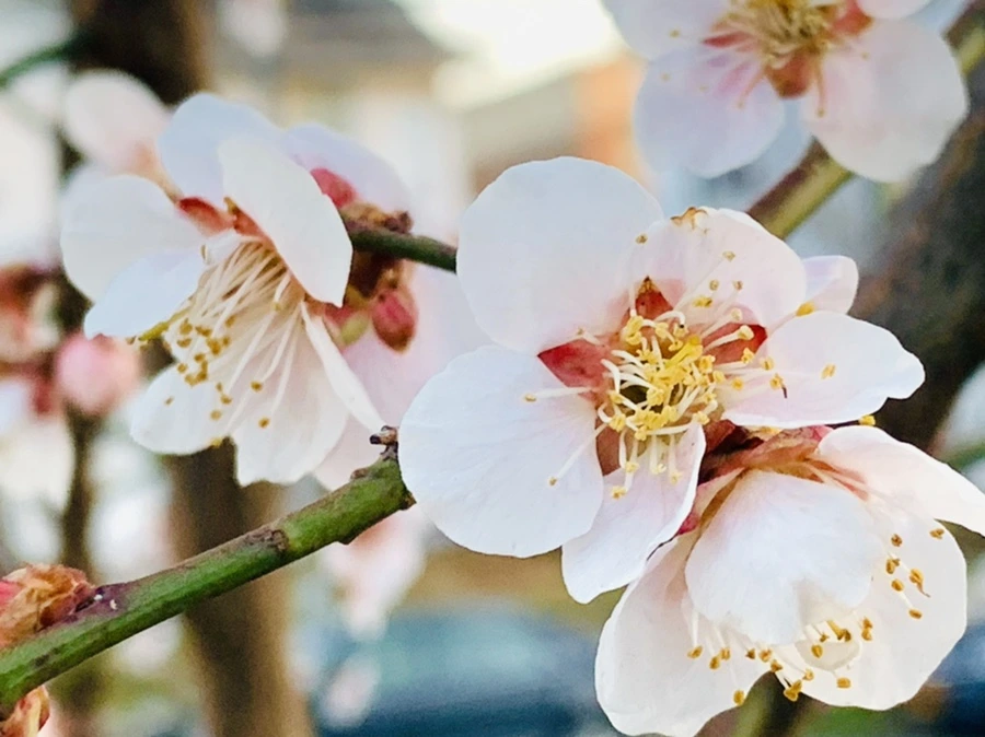 IMG_2354.jpg?type=w966