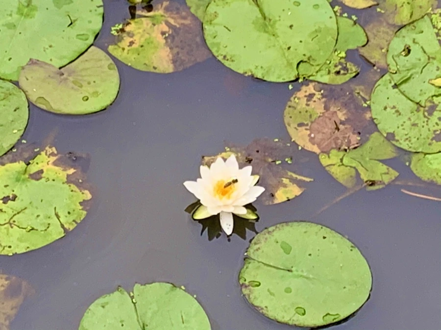 IMG_7160.jpg?type=w966