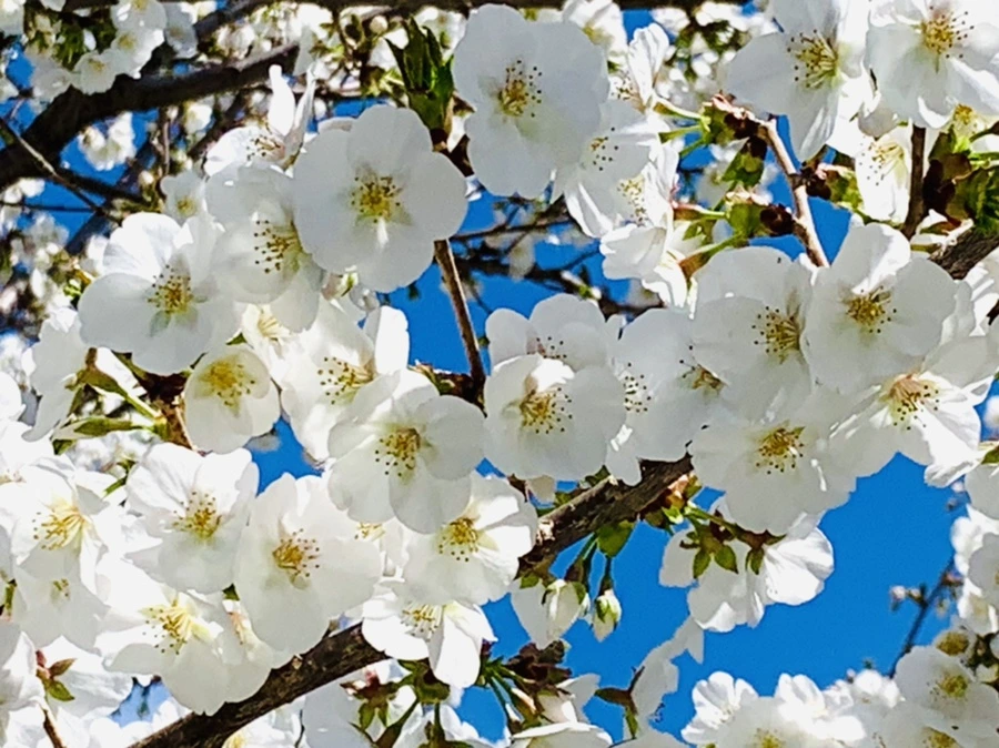 IMG_8393.jpg?type=w966