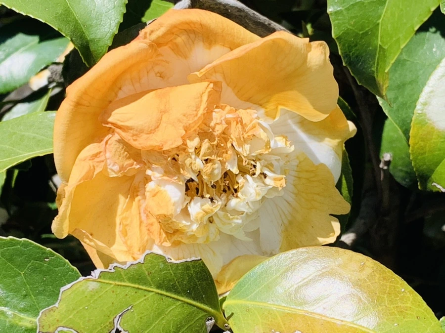 IMG_8621.jpg?type=w966