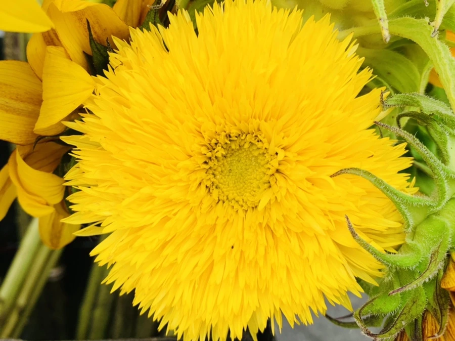 IMG_6631.jpg?type=w966