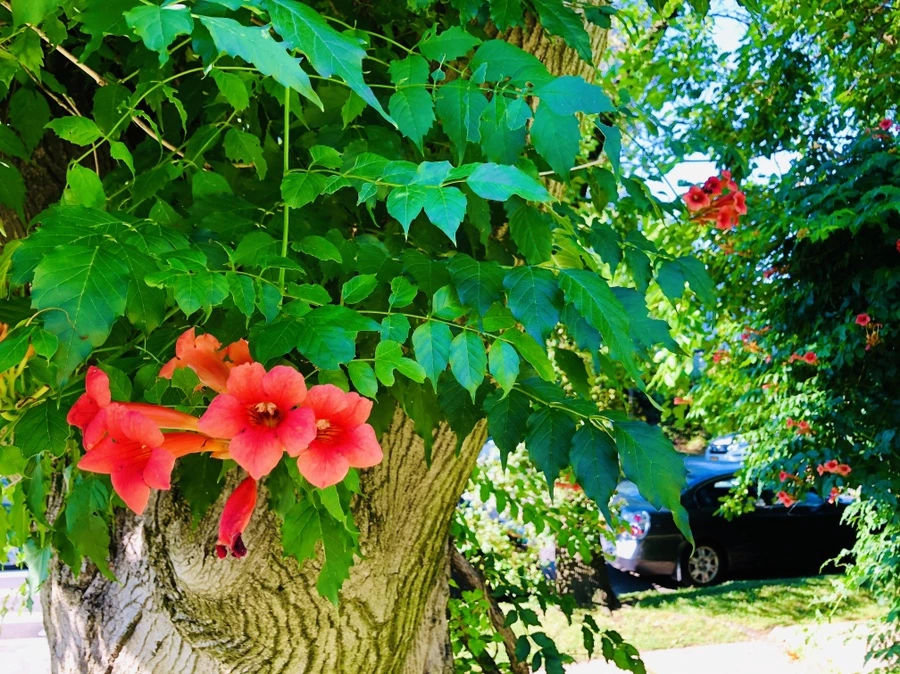 IMG_2763.jpg?type=w966