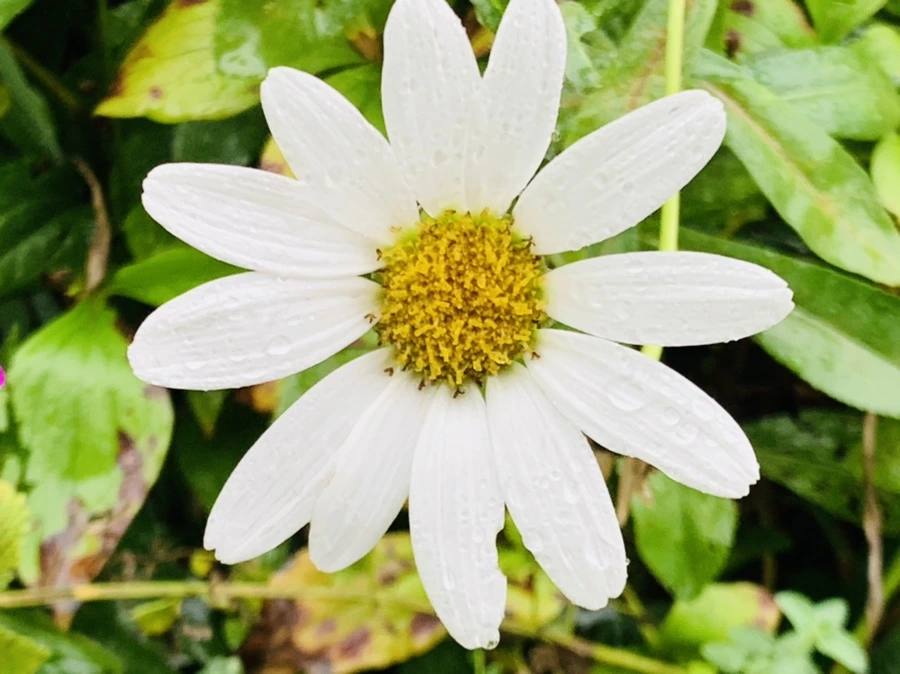 IMG_3804.jpg?type=w966