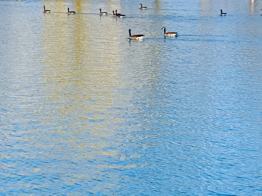 IMG_9924.jpg?type=w966