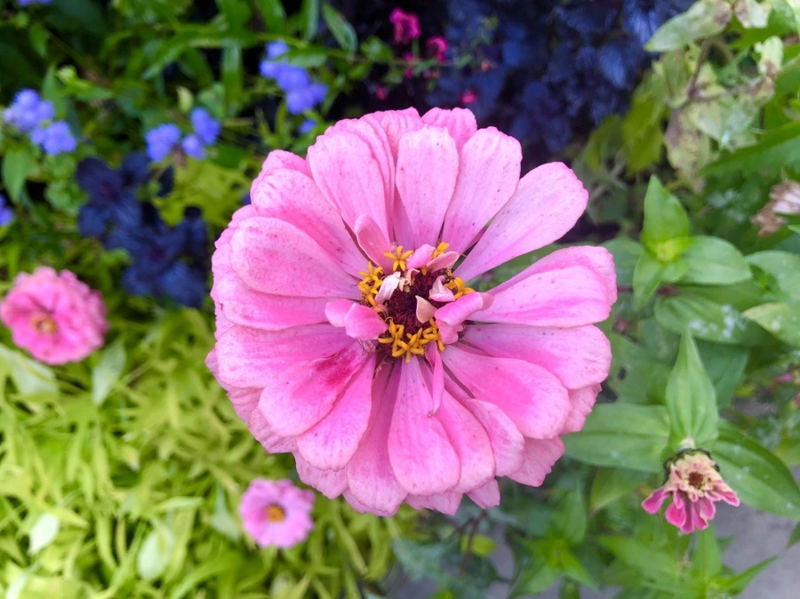 IMG_2060.jpg?type=w966