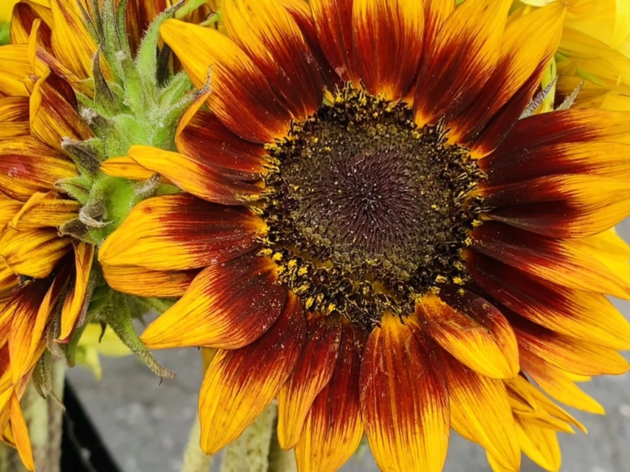 IMG_6645.jpg?type=w966