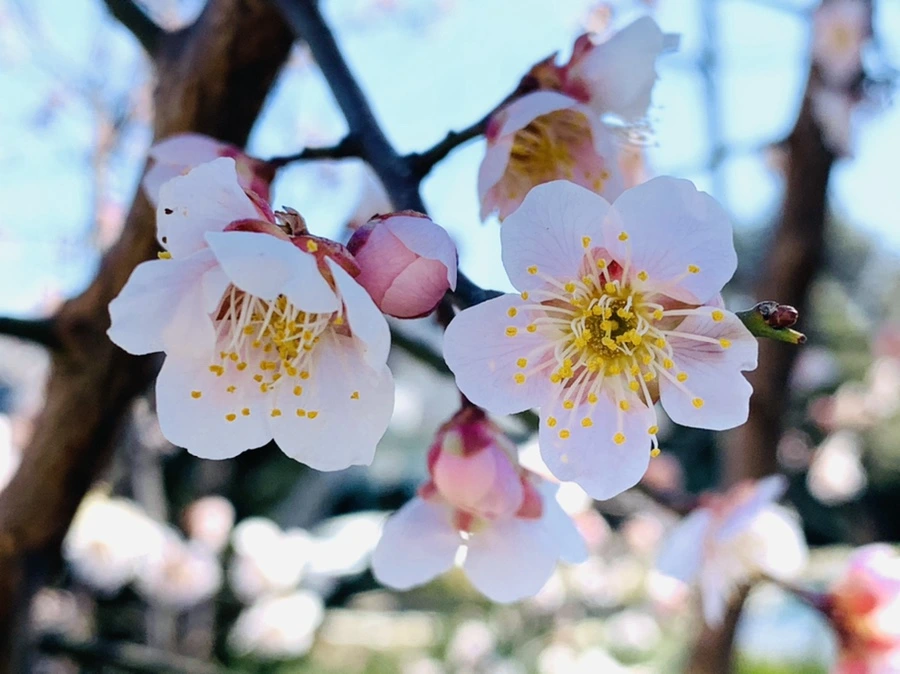 IMG_1308.jpg?type=w966