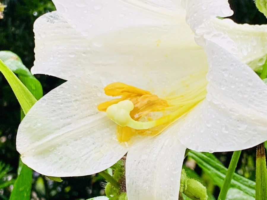 IMG_0140.jpg?type=w966