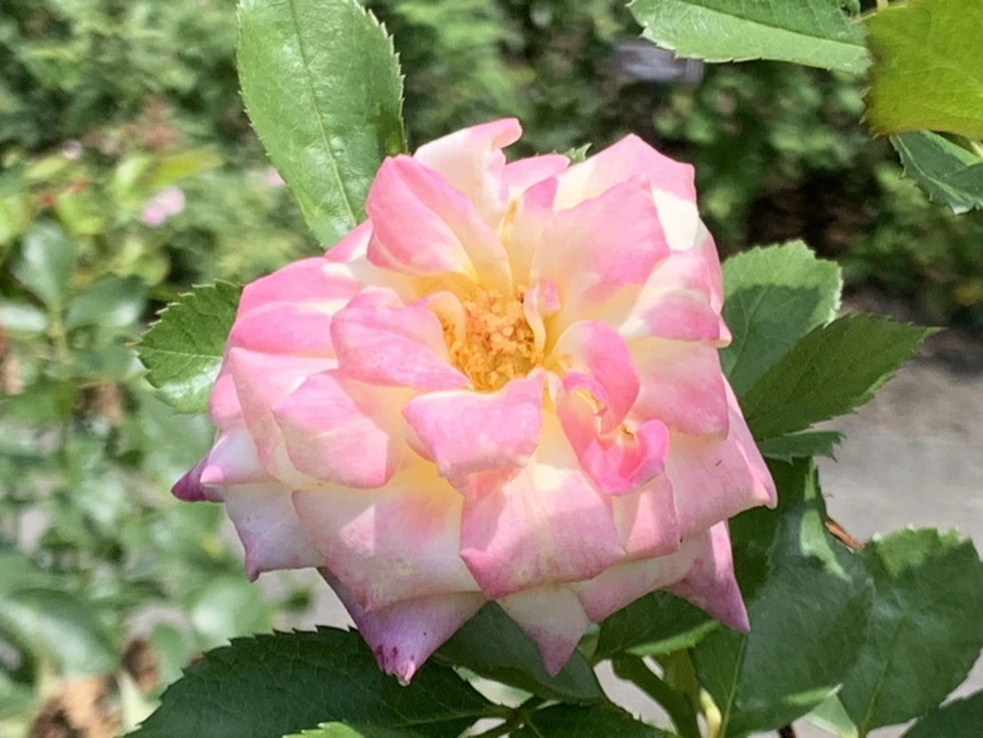 IMG_5456.jpg?type=w966