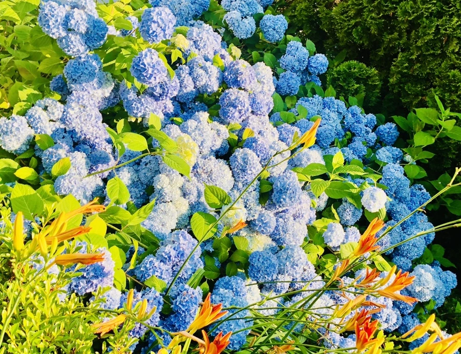 IMG_0680.jpg?type=w966