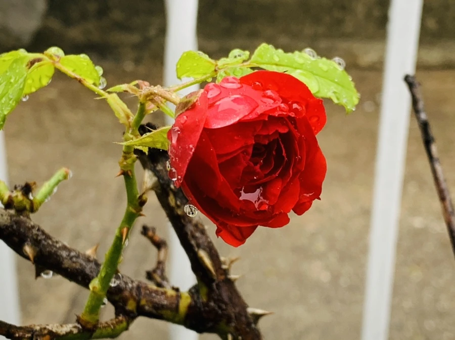 IMG_0080.jpg?type=w966