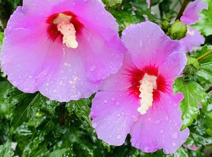 IMG_3825.jpg?type=w966